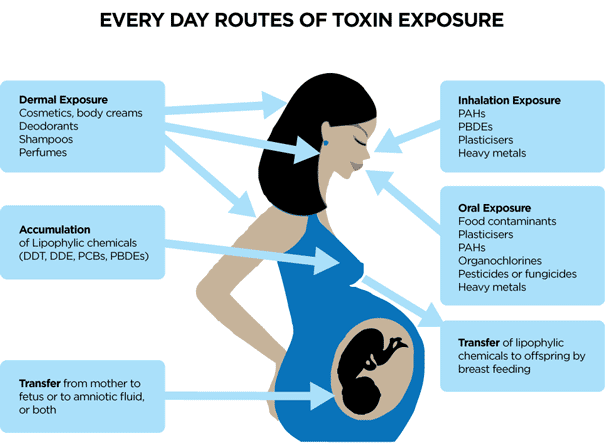 Toxic Chemicals In Everyday Products Welladjusted Toxic Chemicals In Everyday Products