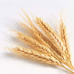 wheat grains