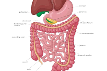 The Gut
