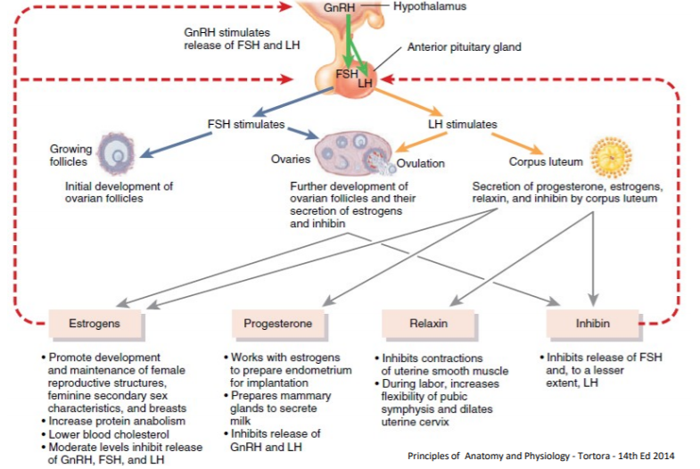 Long Luteal Phase or Pregnancy? Read more in: The Stork OTC Blog