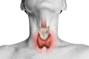 thyroid gland